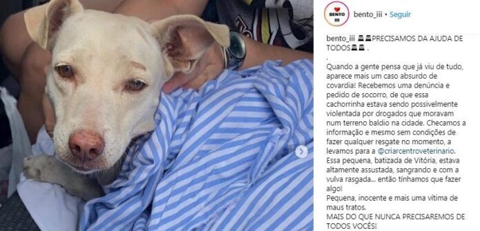 Usuários de drogas são suspeitos de estuprarem cachorra no Piauí