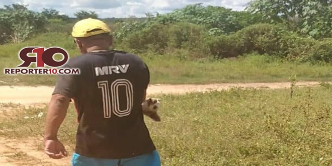 Homem é flagrado executando cachorro a pauladas nem cidade do Piauí