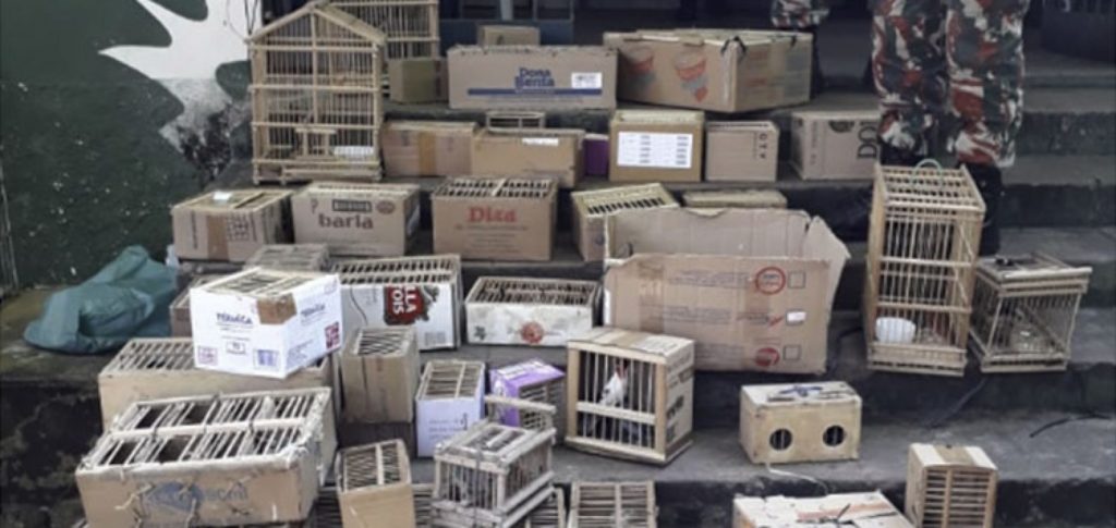 Mais de 120 aves silvestres são apreendidas em feira no Piauí