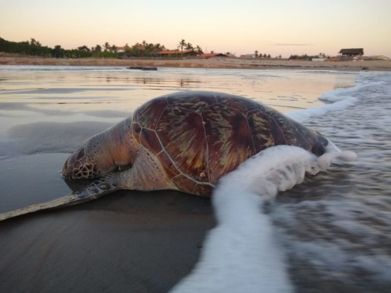 Tartaruga de mais de 10 quilos é encontrada na Praia do Coqueiro no PI Tartaruga de mais de 10 quilos é encontrada na Praia do Coqueiro no PI