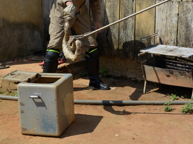 Em Picos, Corpo de Bombeiros registra aumento na captura de cobras