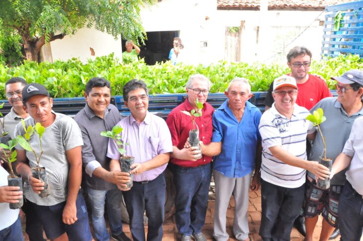Governo vai distribuir 200 mil mudas de caju a agricultores piauienses