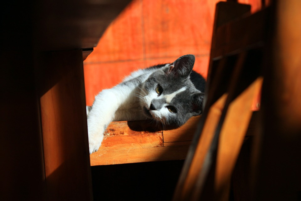 gato2