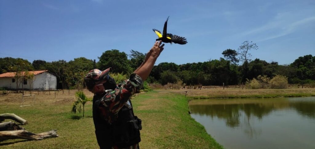 Polícia ambiental libera pássaros apreendidos em gaiolas na zona rural de cidade do Piauí