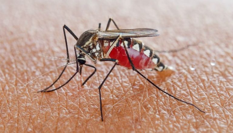 mosquito-pernilongo-Febre do Nilo