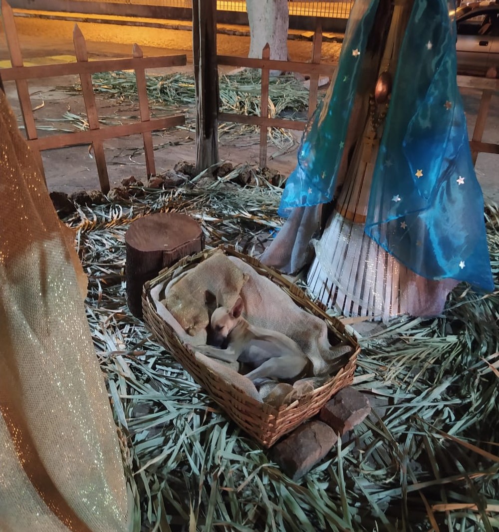 Cadela que dormia em presépio é adotada