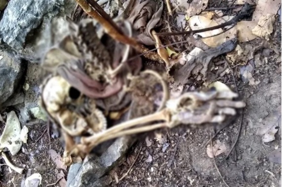 Ossada humana é encontrada em matagal na zona rural no Piauí