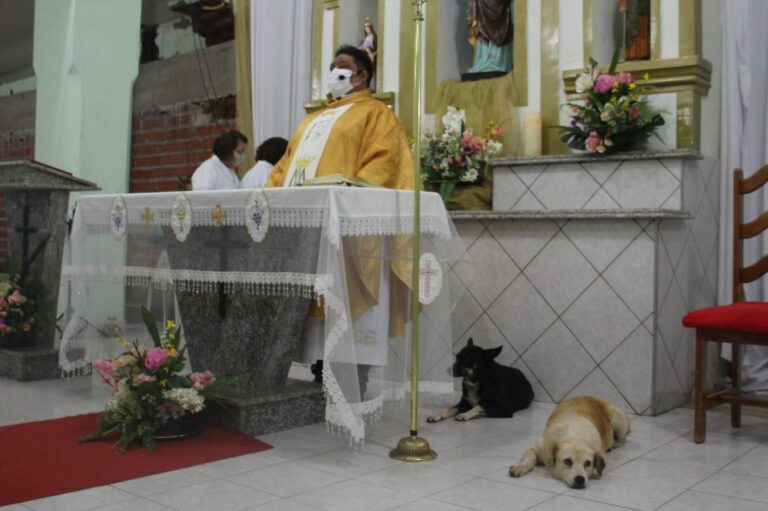 Cadelas frequentam missa em Santana do Piauí e ganham simpatia do padre Cadelas frequentam missa em Santana do Piauí e ganham simpatia do padre