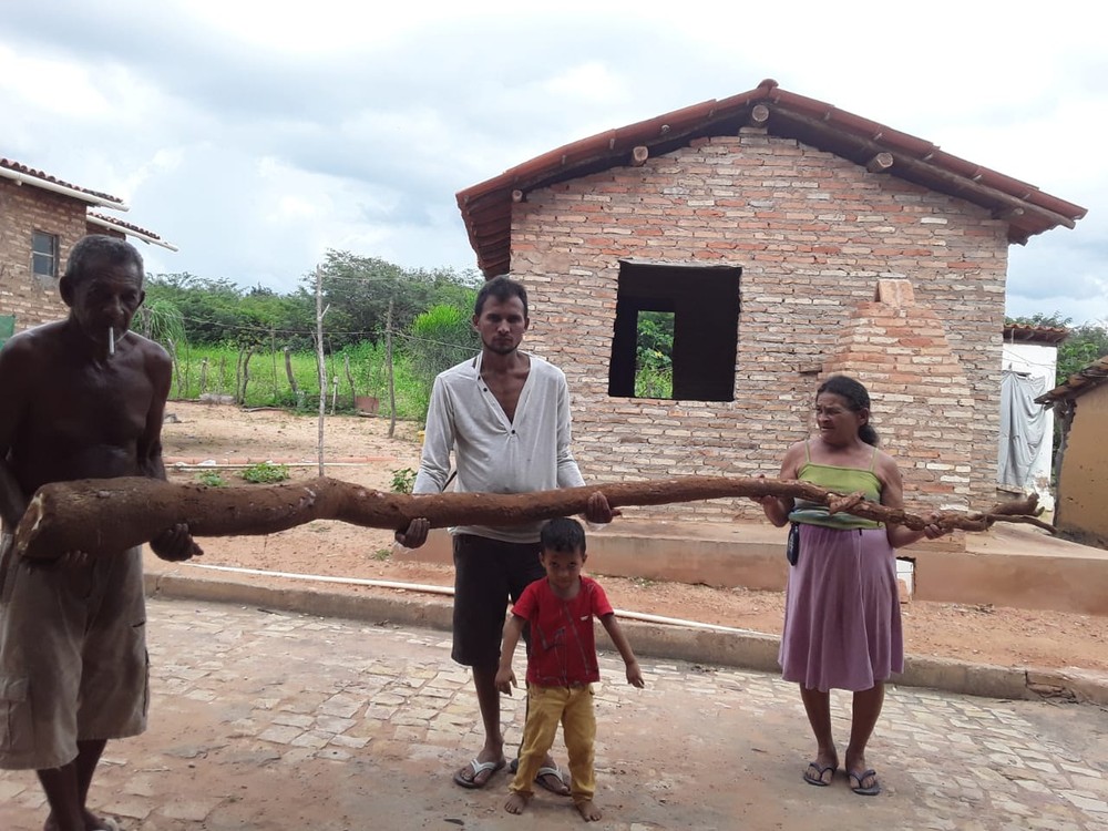 Família de agricultores colhe macaxeira de três metros em Eliseu Martins, no Sul do Piauí