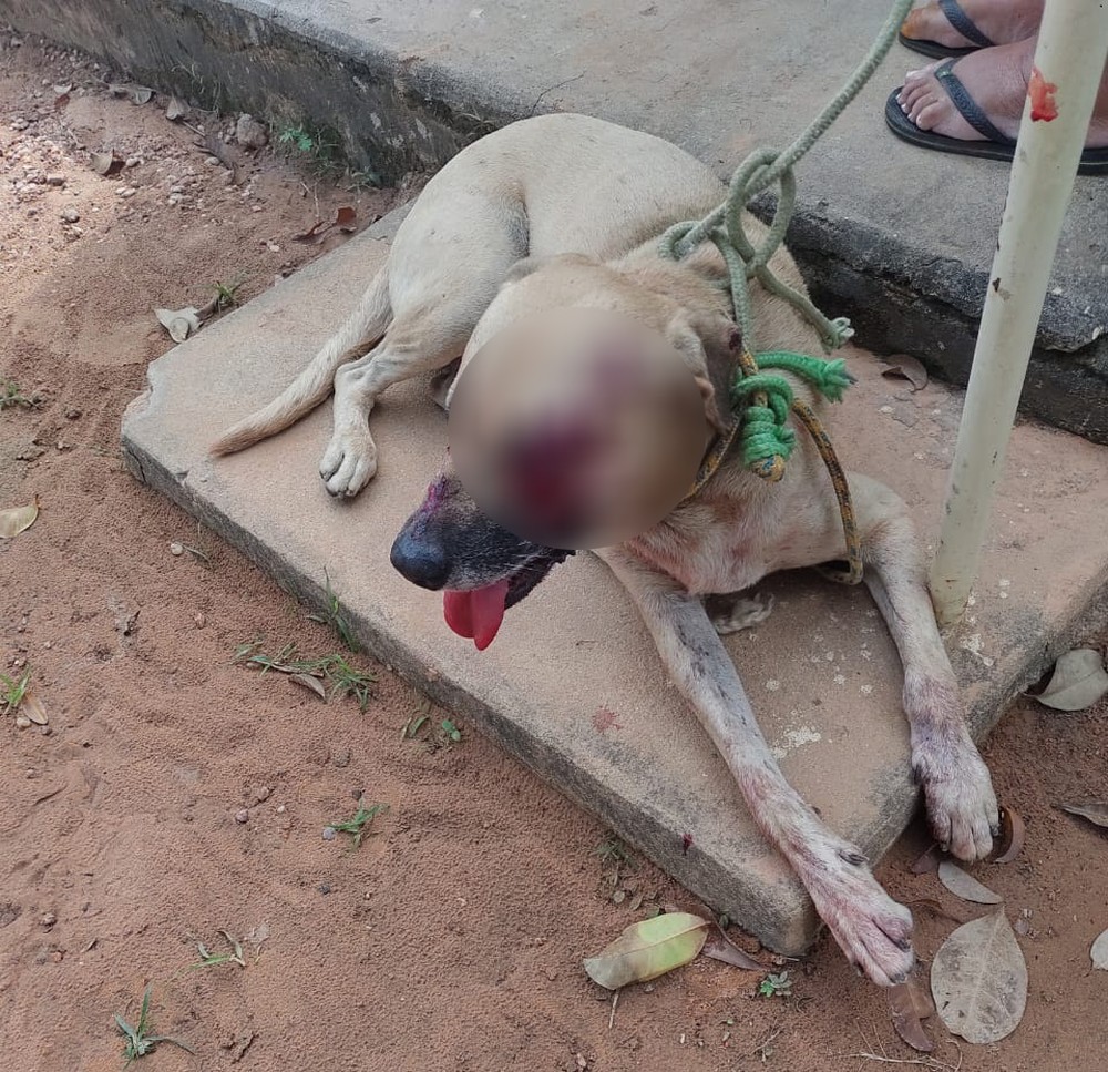 Idoso é preso em flagrante suspeito de atirar com espingarda em cachorro no Sul do Piauí