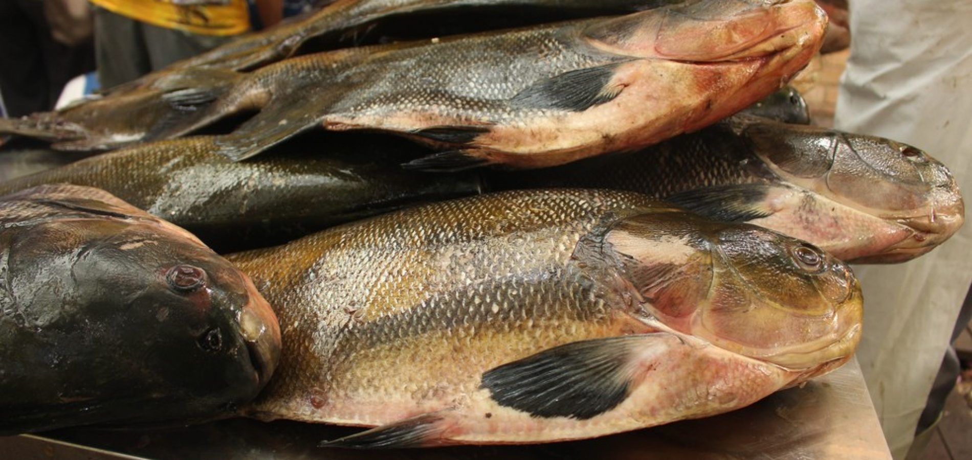 Tambaqui e mais cinco espécies de peixes podem causar a doença da ‘urina preta’, apontam estudos