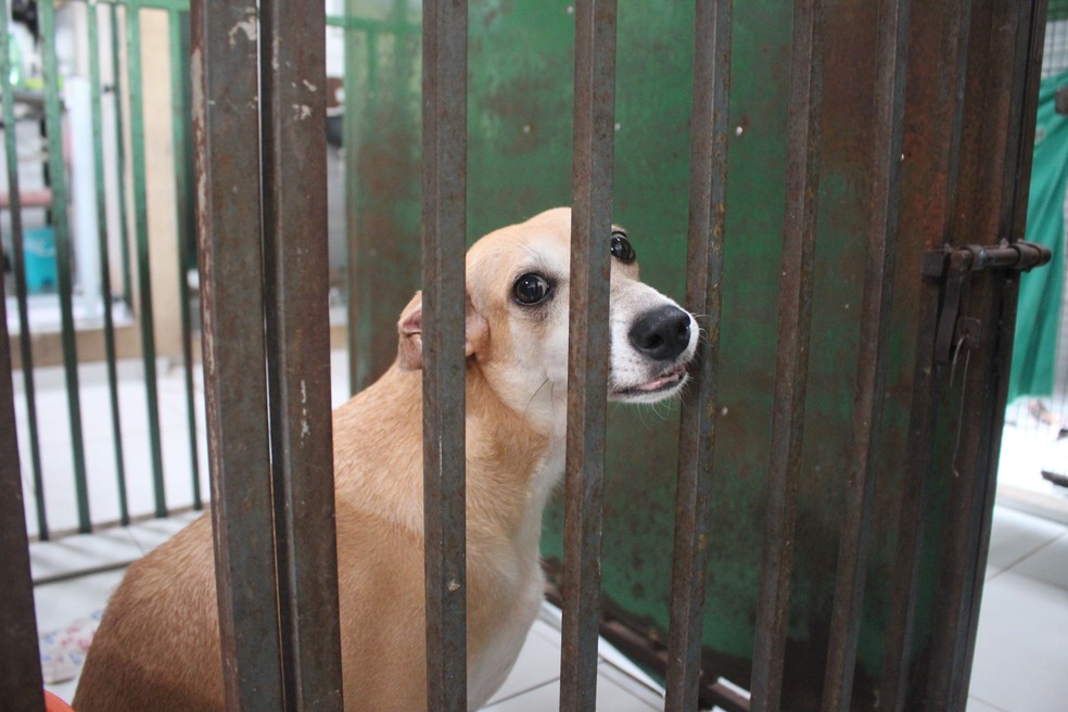 Abrigo com 250 animais fica sem ração e faz campanha por doações