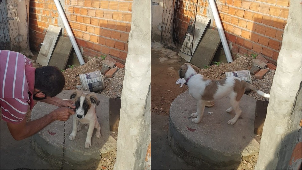 Porteiro é preso em flagrante suspeito de enforcar e espancar filhote de cachorro
