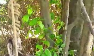 Policia-Civil-investiga-morte-de-jumento-encontrado-enforcado-em-Campinas-do-Piaui-400x240