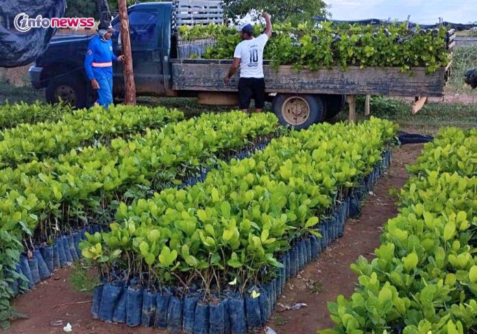 Vereador Francisco Zacarias e parceiros fortalecem agricultura familiar em Belém do Piauí com entrega de mudas de cajus -59f3ef3b-4573-4f5b-889c-4ea4875242f8
