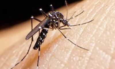 piaui-registra-mais-um-obito-por-dengue-4-caso-no-sul-do-estado-bb676fcb-3604-48c2-93f9-7412bf4f43b9-400x240