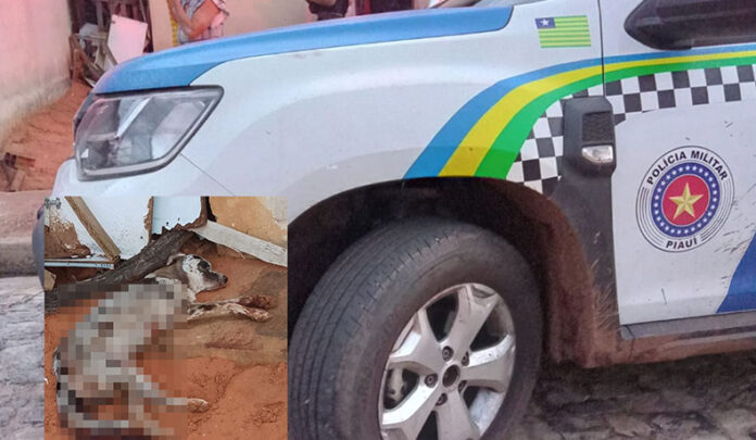 Cachorro é morto a facadas em conjunto habitacional de Picos