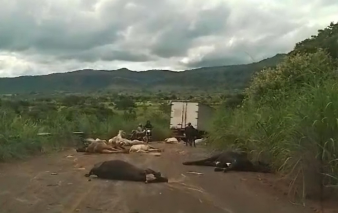 Caminhão desgovernado deixa 18 vacas mortas no Piauí
