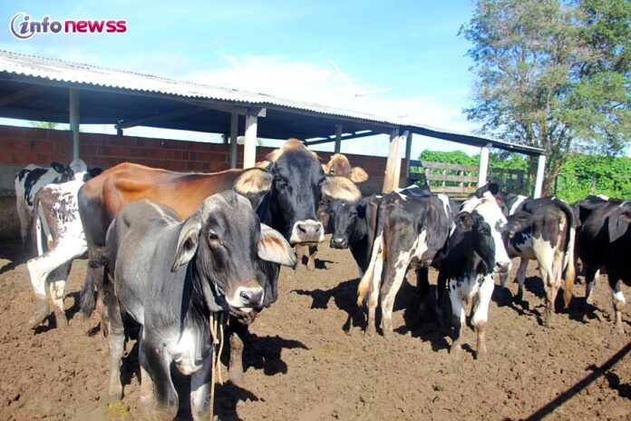 Marcolândia inicia última campanha de vacinação contra a aftosa com foco na exportação de carne bovina - IMG_4768