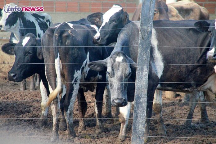 Marcolândia inicia última campanha de vacinação contra a aftosa com foco na exportação de carne bovina - IMG_4779
