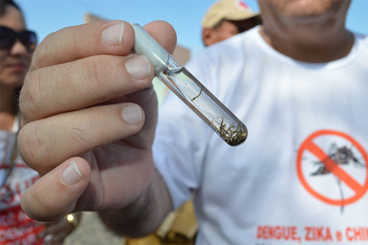 Medicamento oral contra dengue será testado em humanos no Brasil Medicamento oral contra dengue será testado em humanos no Brasil