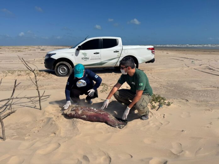 Filhote de peixe-boi marinho é encontrado morto em praia do litoral do Piauí