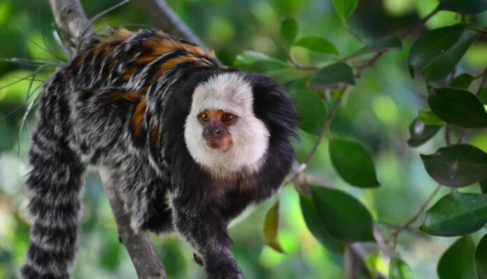 Sagui Sagui - Foto: Divulgação/IEMA