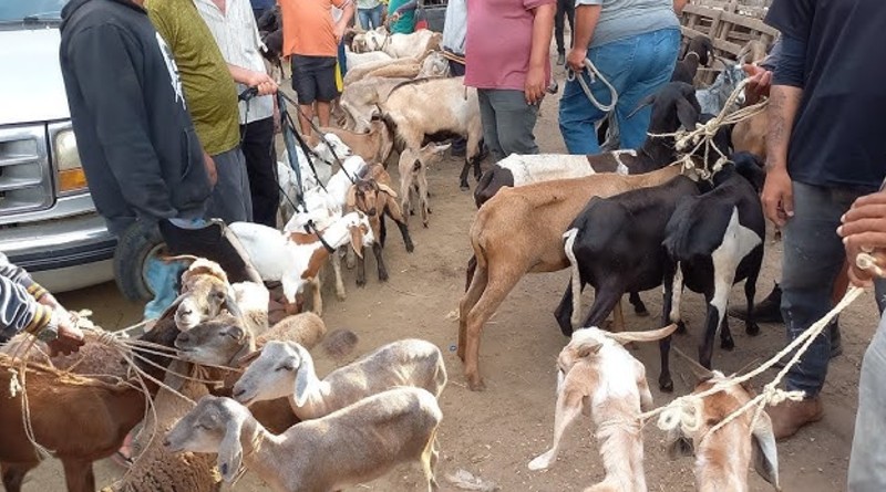 Feira dos Animais de Jaicós será antecipada para domingo e seguirá até segunda a partir de 16 de fevereiro - destaque