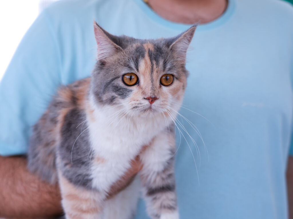 Gato - Animal - Gato