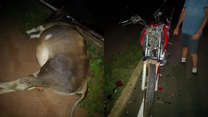 homem-morre-apos-colidir-com-animal-entre-picos-e-paqueta-do-piaui-81a64178-91a6-4c3f-9fea-27c0ee967850.jpg