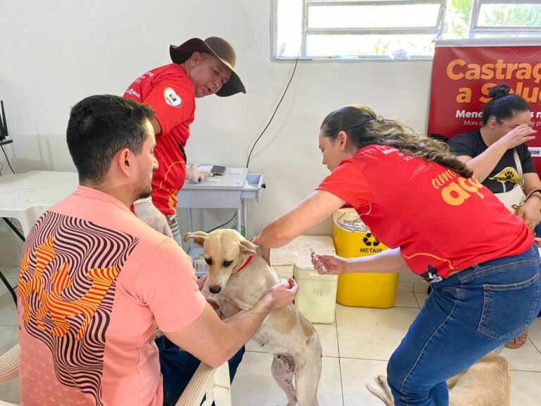 Em uma semana mais de 100 animais foram castrados em Teresina e Picos com apoio da Semarh Em uma semana mais de 100 animais foram castrados em Teresina e Picos com apoio da Semarh