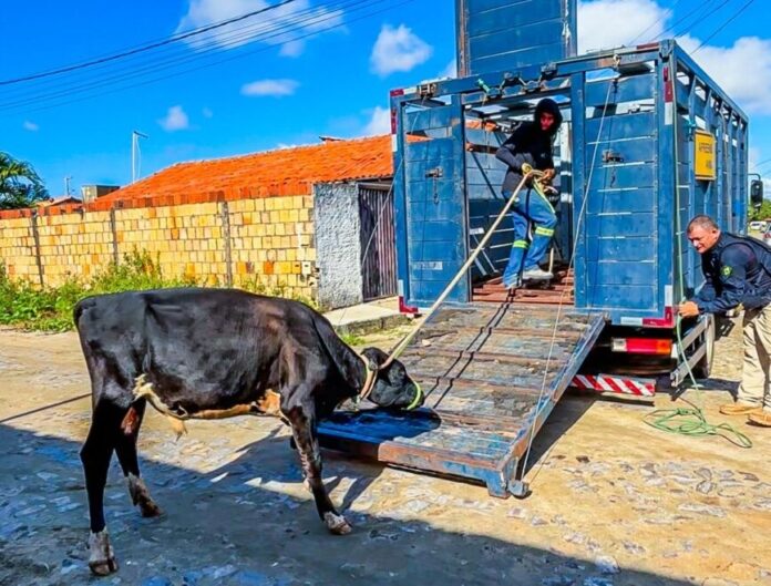 Nova esta da Operação Porteira Fechada apreende 60 animais no Piauí