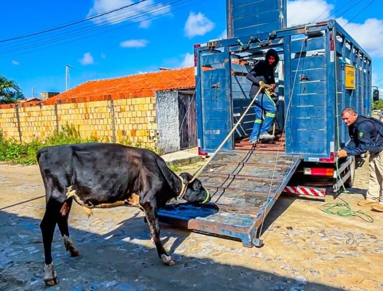 Nova etapa da Operação Porteira Fechada apreende 60 animais no Piauí