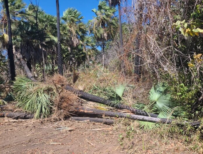 Piauí tem queda histórica no desmatamento Ilegal e se destaca na preservação ambiental