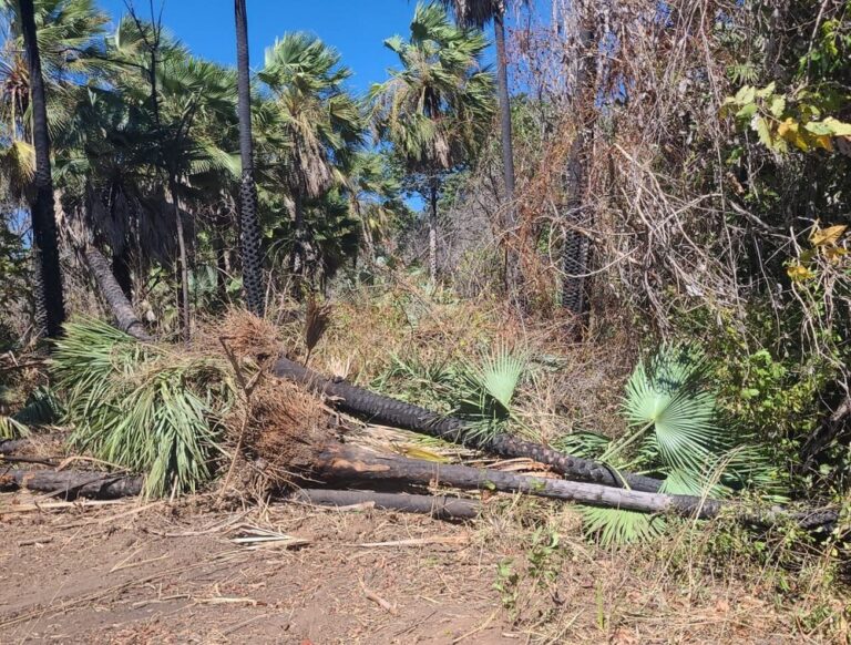 Piauí tem queda histórica no desmatamento Ilegal e se destaca na preservação ambiental Piauí tem queda histórica no desmatamento Ilegal e se destaca na preservação ambiental