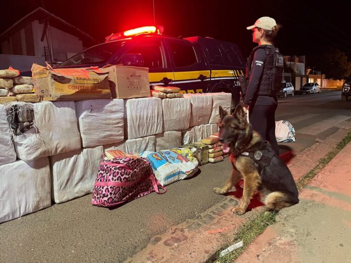 Governo amplia atuação de cães policiais em Teresina, Picos, Parnaíba e Piripiri