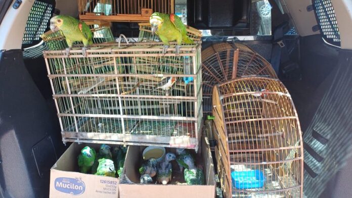 PRF resgata 14 aves silvestres em cativeiro ilegal na BR-316 em Dom Expedito Lopes